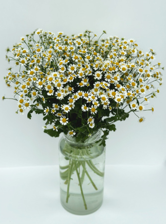 Матрикария